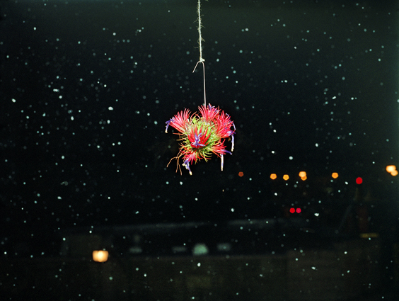 air_plant_site2